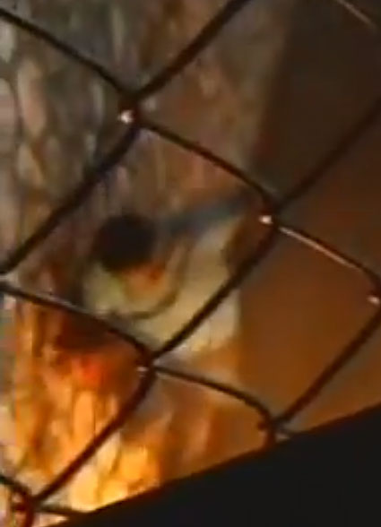 Click the image for video: Homeless man tries to retrieve his belongings from the fire set by police. (Photo courtesy of Jamaican LGBT News)